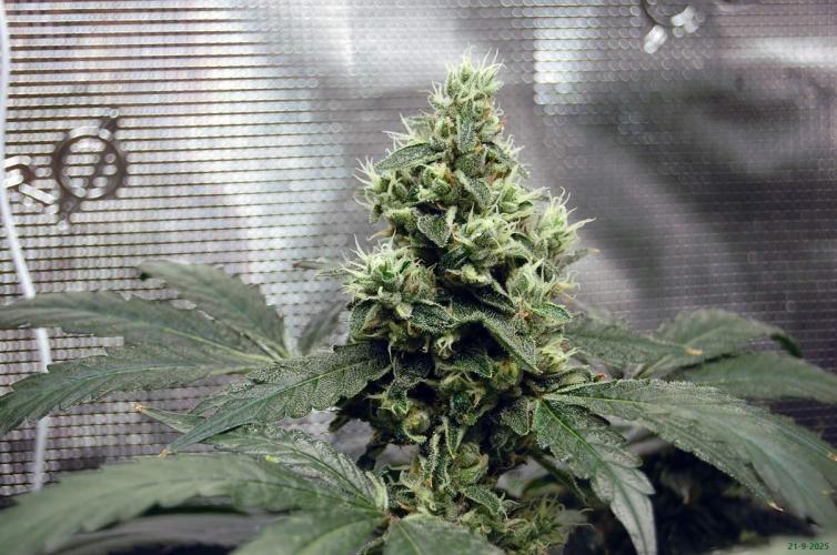 Gorilla Cookies  FF 2. Week 11 - 21-9