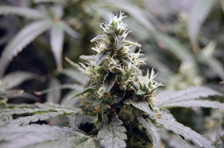 Gorilla Cookies  FF 2. Week 11 - 21-9