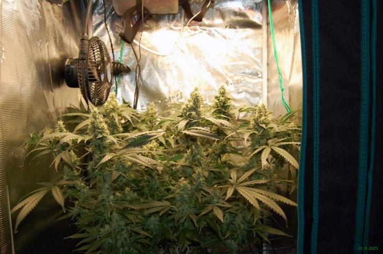 Gorilla Cookies  FF 2. Week 11 - 21-9