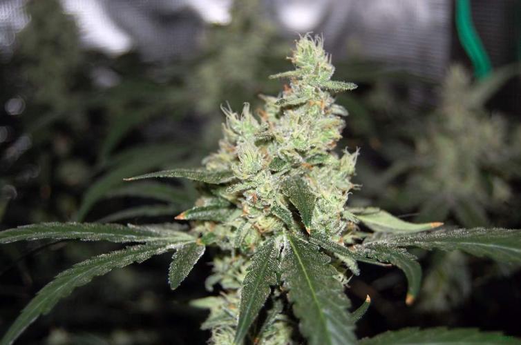 Gorilla Cookies  FF 2. Week 11 - 21-9