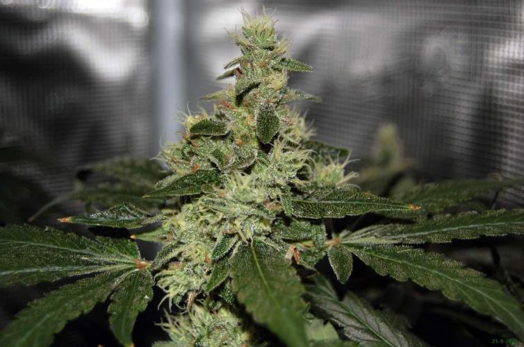 Gorilla Cookies  FF 2. Week 11 - 21-9