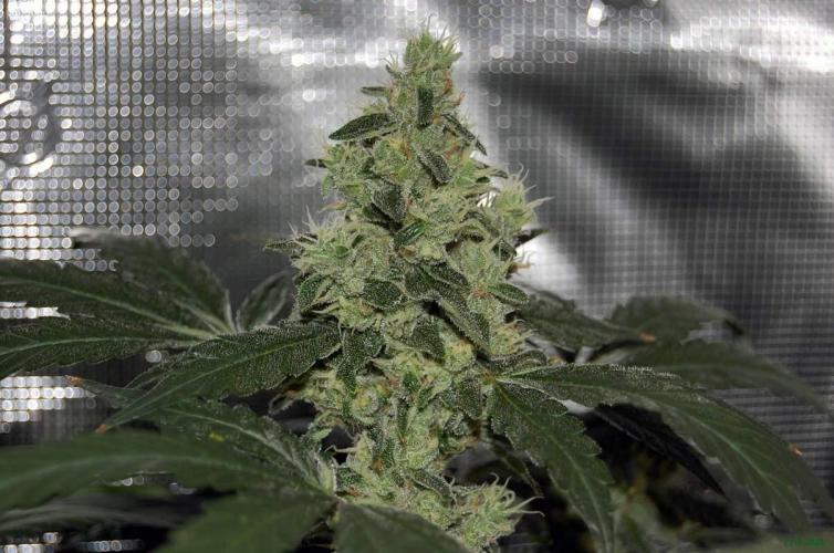 Gorilla Cookies  FF 2. Week 11 - 21-9