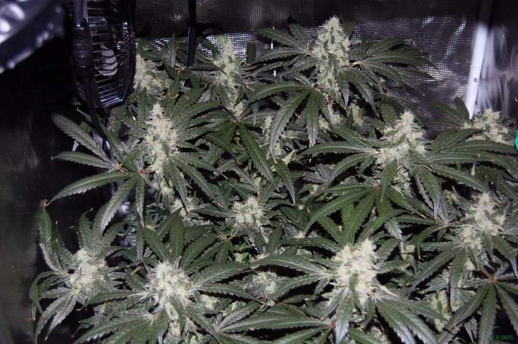 Gorilla Cookies  FF 2. Week 11 - 21-9