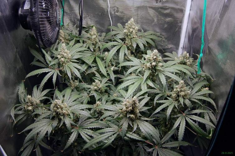 Gorilla Cookies  FF 2. Week 12 - 28-9