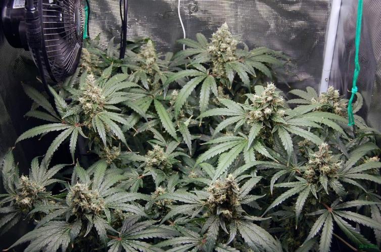 Gorilla Cookies  FF 2. Week 12 - 28-9