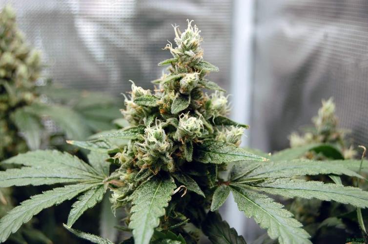 Gorilla Cookies  FF 2. Week 12 - 28-9