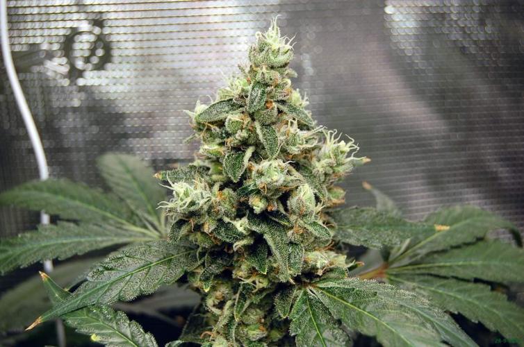 Gorilla Cookies  FF 2. Week 12 - 28-9