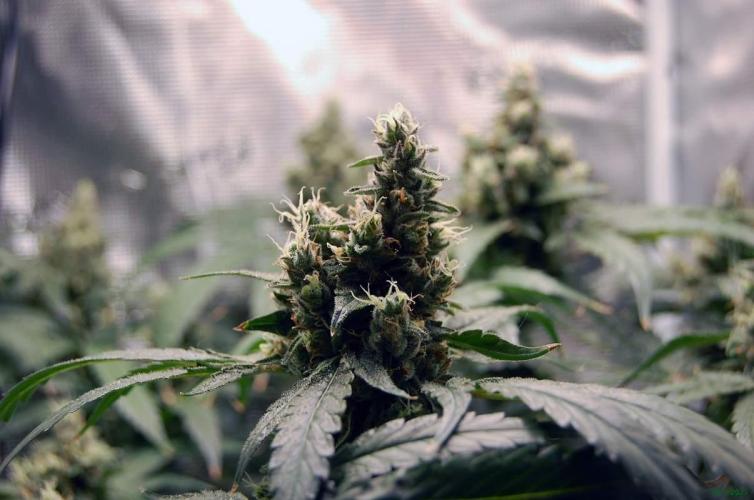 Gorilla Cookies  FF 2. Week 12 - 28-9