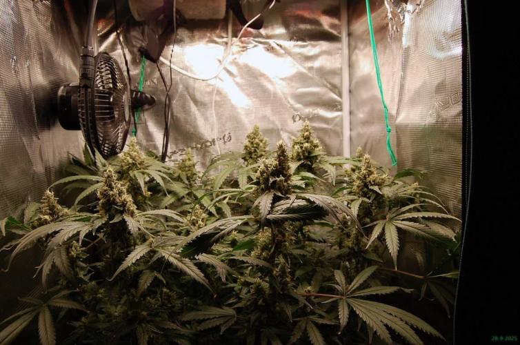 Gorilla Cookies  FF 2. Week 12 - 28-9