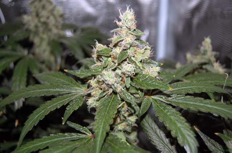 Gorilla Cookies  FF 2. Week 12 - 28-9