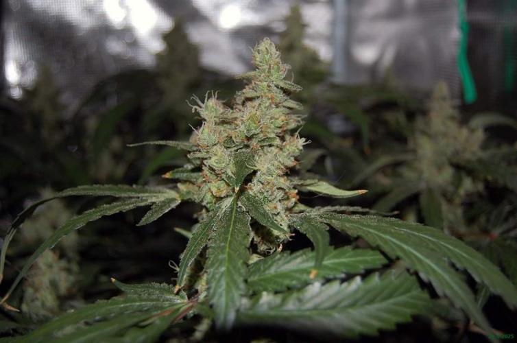 Gorilla Cookies  FF 2. Week 12 - 28-9