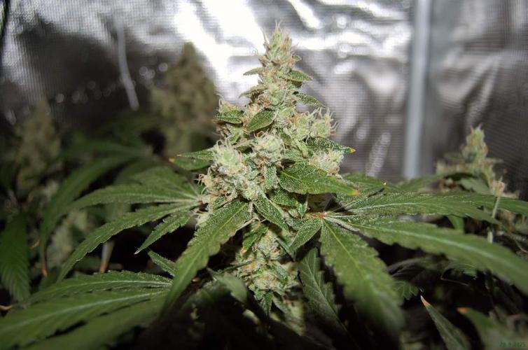 Gorilla Cookies  FF 2. Week 12 - 28-9