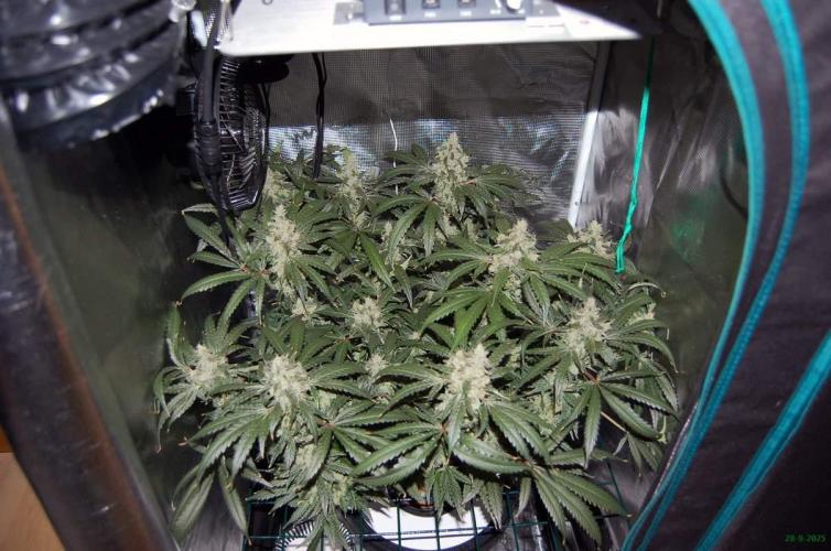 Gorilla Cookies  FF 2. Week 12 - 28-9