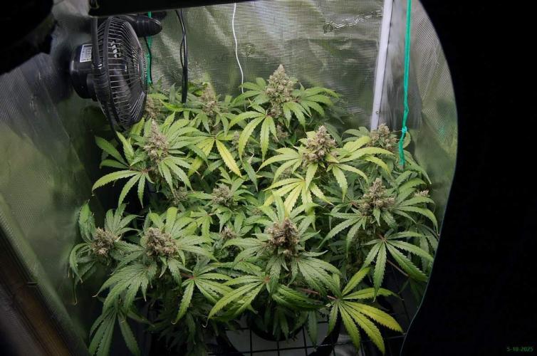 Gorilla Cookies  FF 2. Week 13 - 5-10