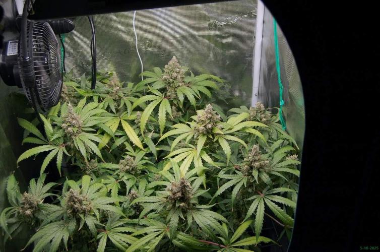 Gorilla Cookies  FF 2. Week 13 - 5-10