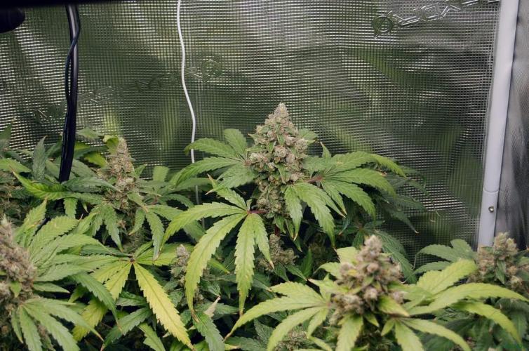 Gorilla Cookies  FF 2. Week 13 - 5-10