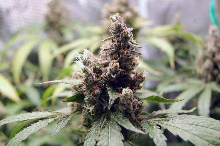 Gorilla Cookies  FF 2. Week 13 - 5-10