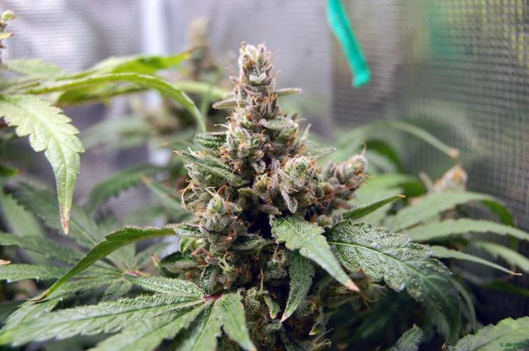 Gorilla Cookies  FF 2. Week 13 - 5-10