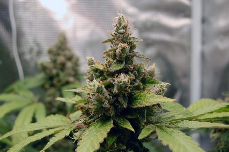 Gorilla Cookies  FF 2. Week 13 - 5-10