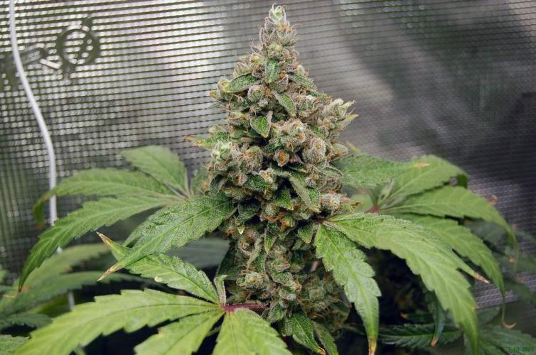 Gorilla Cookies  FF 2. Week 13 - 5-10