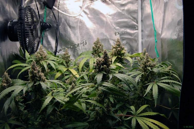 Gorilla Cookies  FF 2. Week 13 - 5-10