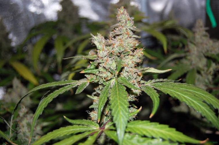 Gorilla Cookies  FF 2. Week 13 - 5-10