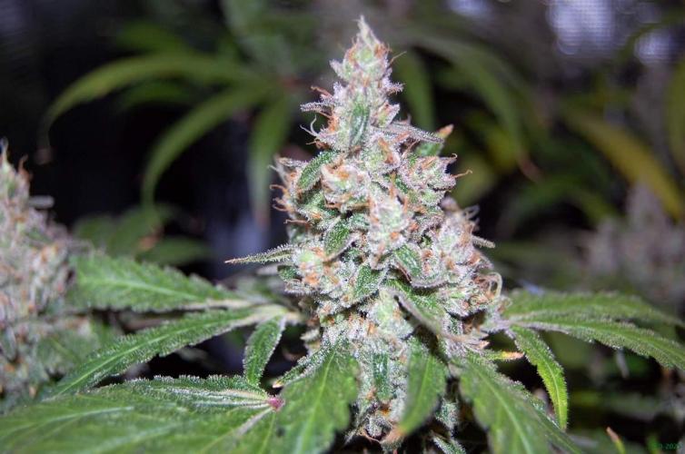 Gorilla Cookies  FF 2. Week 13 - 5-10