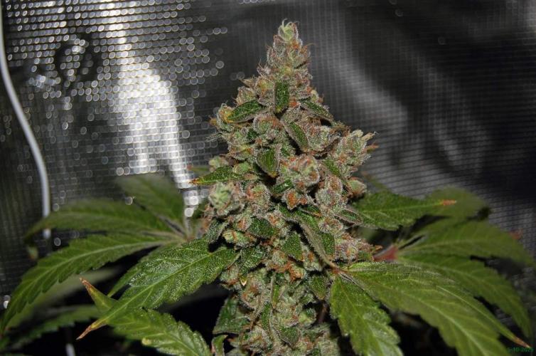 Gorilla Cookies  FF 2. Week 13 - 5-10