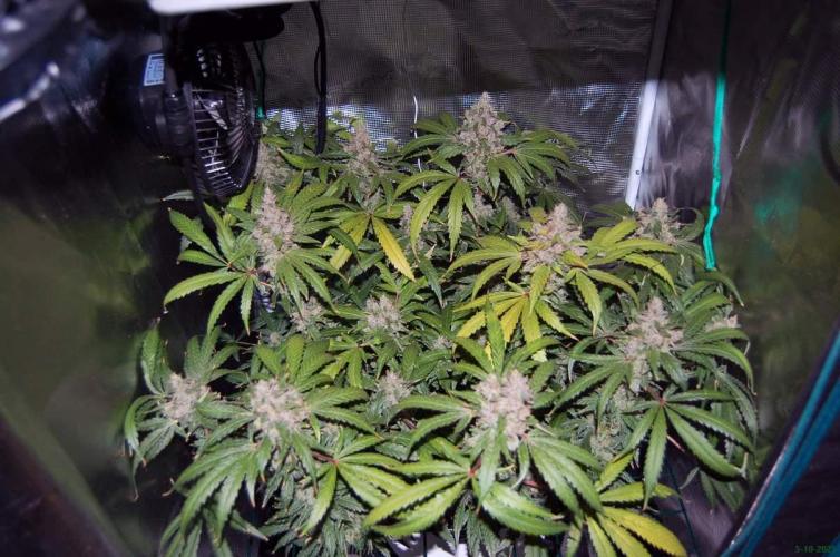 Gorilla Cookies  FF 2. Week 13 - 5-10