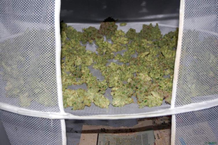 Gorilla Cookies  FF 2. Week 14 - 11-10