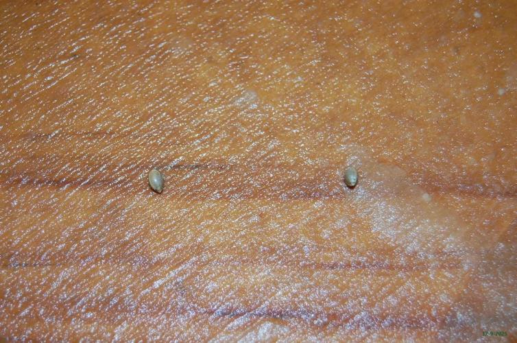 Super Silver Haze 4. Week 0 - 12-9-2025