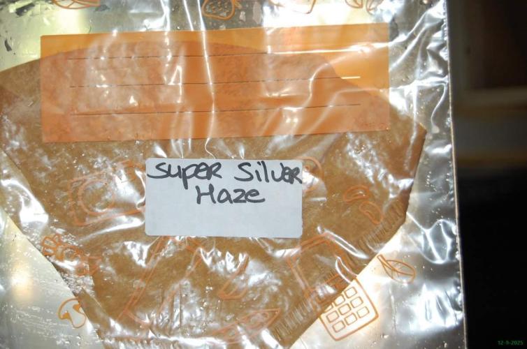 Super Silver Haze 4. Week 0 - 12-9-2025