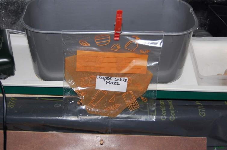 Super Silver Haze 4. Week 0 - 12-9-2025