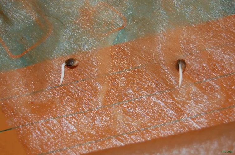 Super Silver Haze 4. Week 0 - 14-9-2025