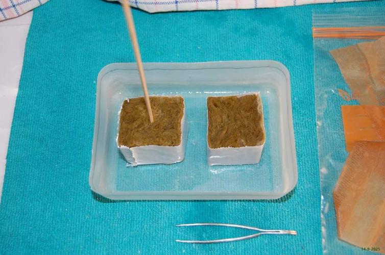 Super Silver Haze 4. Week 0 - 14-9-2025