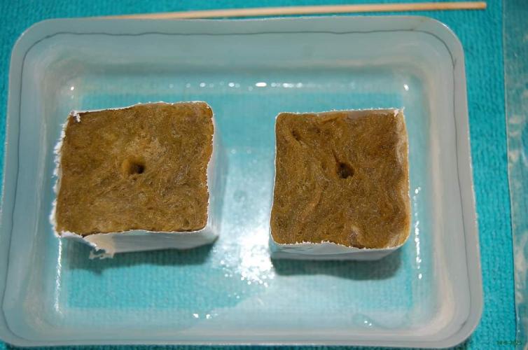 Super Silver Haze 4. Week 0 - 14-9-2025