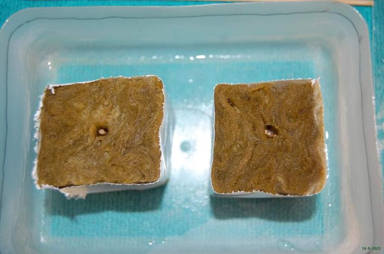 Super Silver Haze 4. Week 0 - 14-9-2025