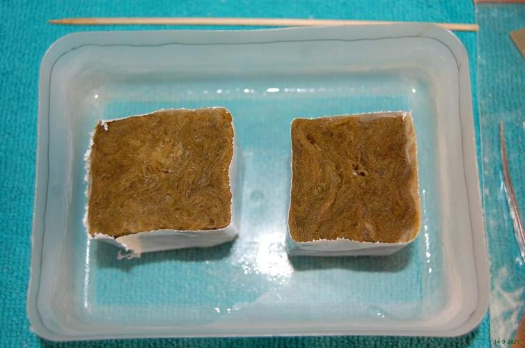 Super Silver Haze 4. Week 0 - 14-9-2025