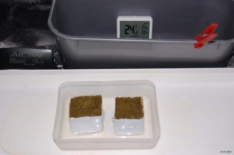 Super Silver Haze 4. Week 0 - 14-9-2025