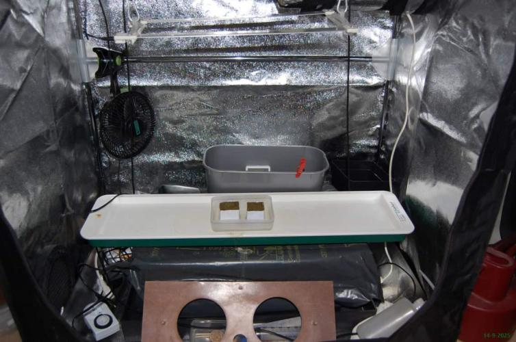 Super Silver Haze 4. Week 0 - 14-9-2025