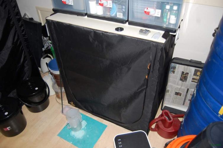 Super Silver Haze 4. Week 0 - 14-9-2025