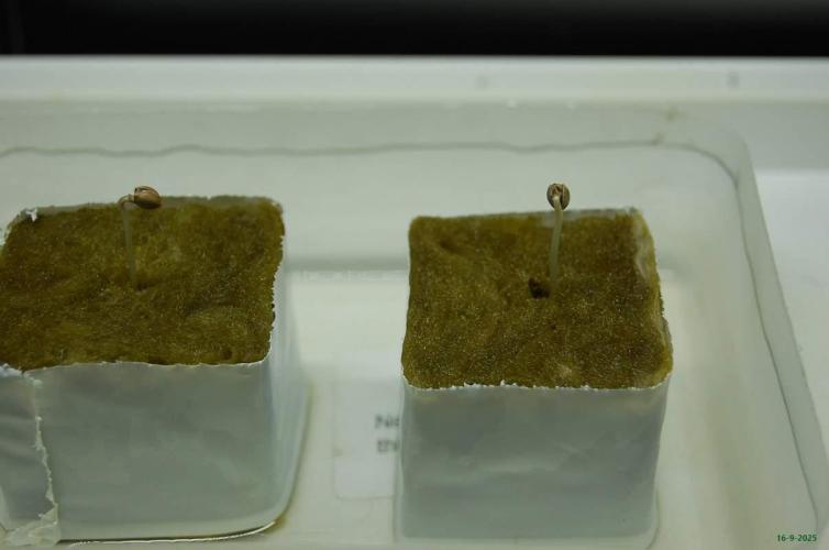 Super Silver Haze 4. Week 0 - 16-9-2025