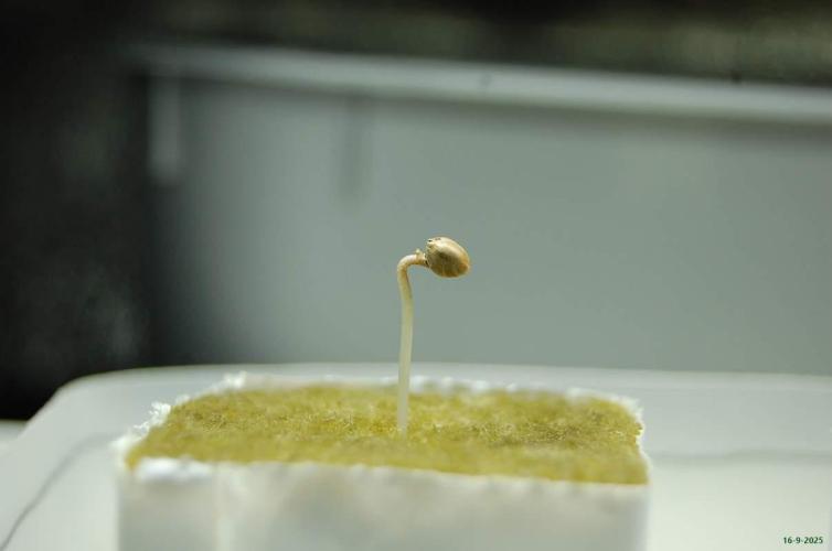 Super Silver Haze 4. Week 0 - 16-9-2025