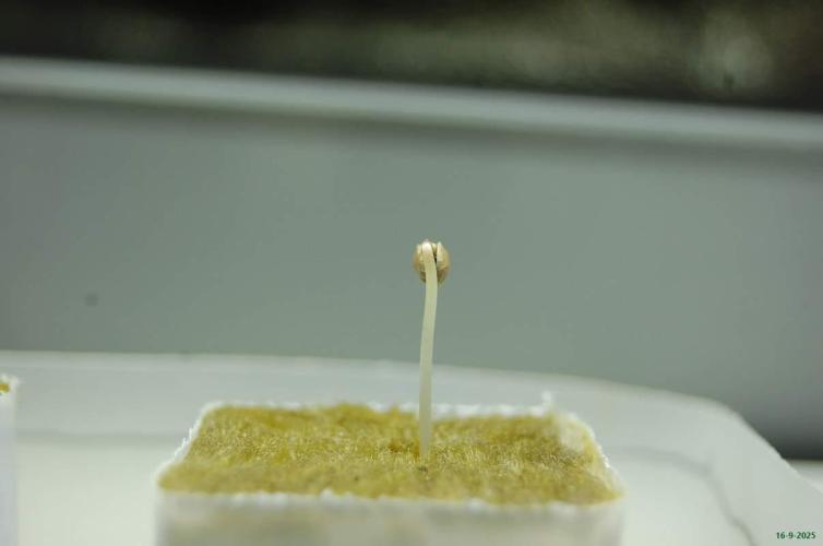 Super Silver Haze 4. Week 0 - 16-9-2025