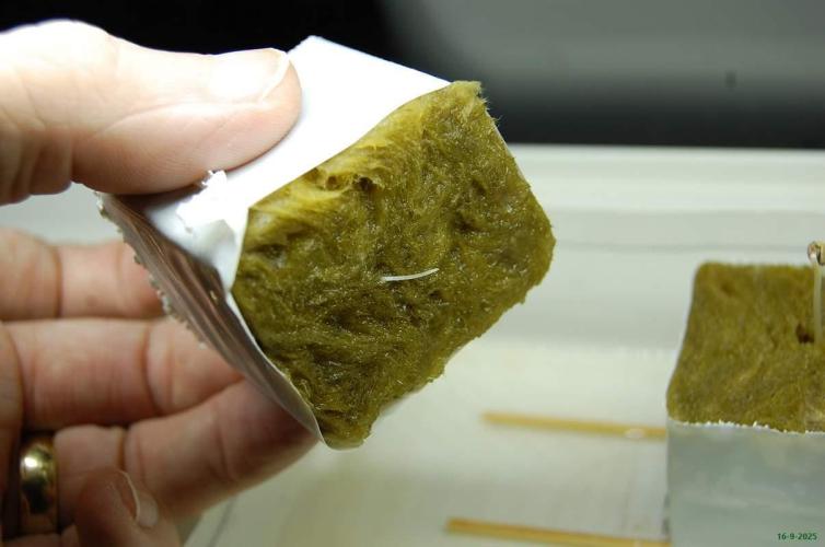 Super Silver Haze 4. Week 0 - 16-9-2025