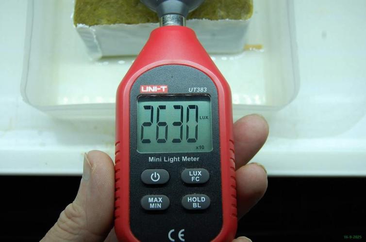 Super Silver Haze 4. Week 0 - 16-9-2025