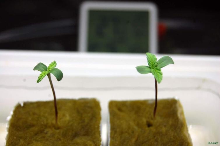 Super Silver Haze 4. Week 0 - 18-9-2025