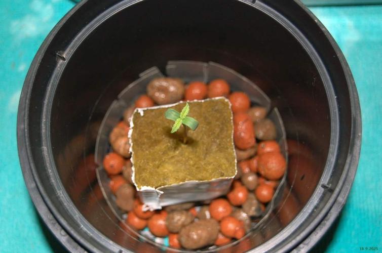 Super Silver Haze 4. Week 0 - 18-9-2025