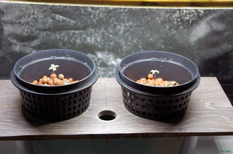 Super Silver Haze 4. Week 0 - 18-9-2025