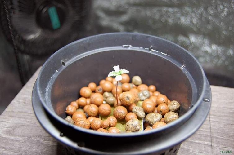 Super Silver Haze 4. Week 0 - 18-9-2025